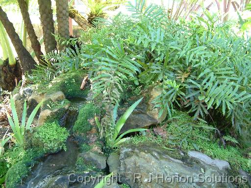 Fern Garden 